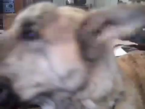 视频 2011年Youtube最火第二名狗狗中主人圈套.flv